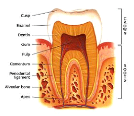Tooth Diagram showing different parts of the tooth